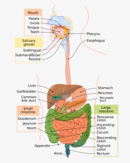 Simple Diagram Of The Digestive System , Free Transparent Clipart