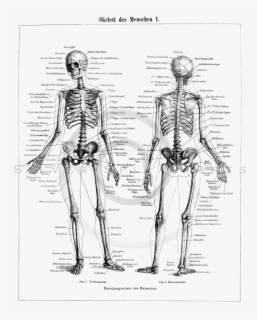 Drawing Skeleton Human - Labeled Human Skeleton , Free Transparent ...