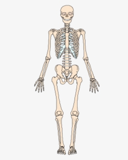 Skeleton Clipart Torso Appendicular Skeleton Free Transparent