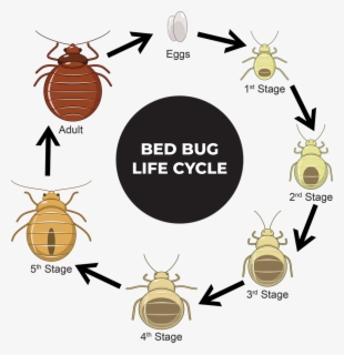 Bed Bugs , Free Transparent Clipart - ClipartKey