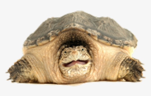 Common Snapping Turtle Transparent , Free Transparent Clipart - ClipartKey