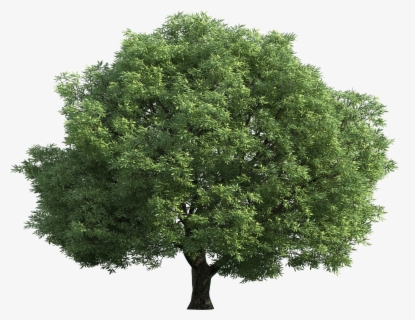 Green Tree Png Clip Art Best Web - Walnut Tree Transparent Background 