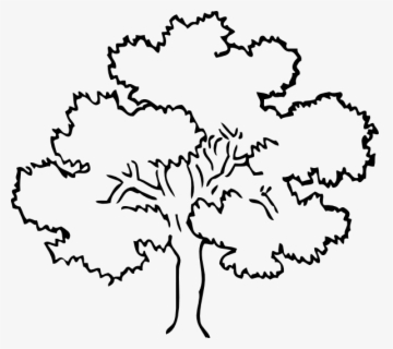 Empty Tree Colouring Page Clipart , Png Download , Free Transparent ...