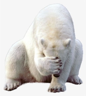 polar white bear png sad polar bear transparent free transparent clipart clipartkey bear png sad polar bear transparent