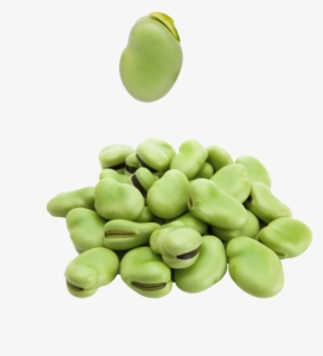 Transparent String Bean Clipart - Cooked Green Beans Png , Free ...