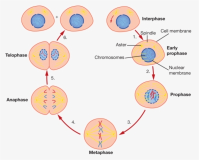 Anaphase Mitosis Free Transparent Clipart ClipartKey Anaphase Mitosis Free Transparent Clipart ClipartKey