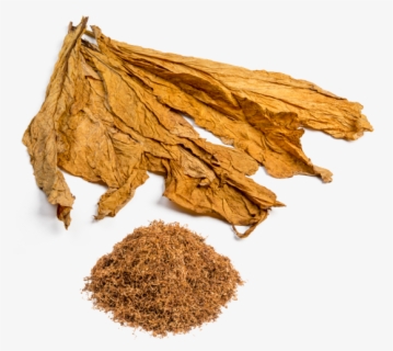 Tobacco Leaf Vector Png - Tobacco Png , Free Transparent Clipart ...