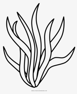 Seaweed Images Lineart - Seaweed Clipart Black And White , Free ...