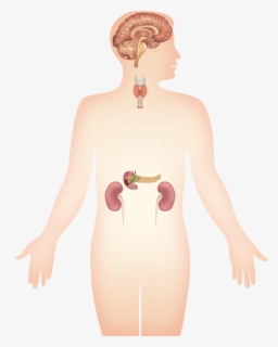 Clip Art Endocrine System Images - Empty Diagram Of The Endocrine
