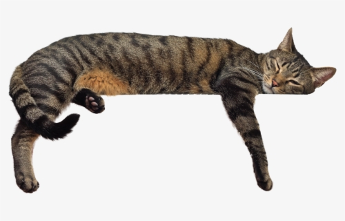 cat sleeping png