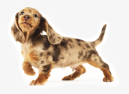 Free Dachshund Clip Art With No Background Clipartkey