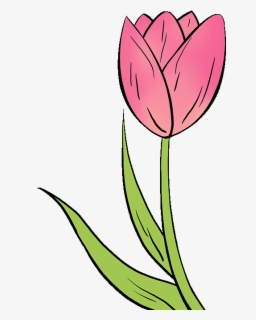 How To Draw Tulip - Simple Flower Drawing Tulip , Free Transparent ...