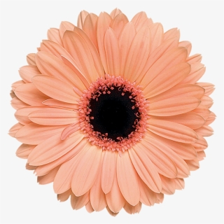 Pink Gerbera Daisy Clipart - Flowers Png Image Hd , Free Transparent