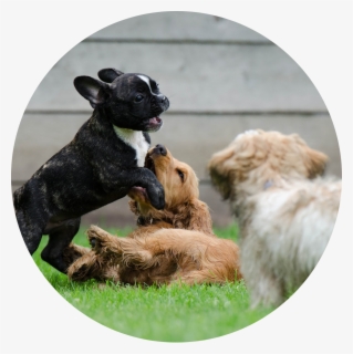 Transparent Dogs Playing Png , Free Transparent Clipart - ClipartKey