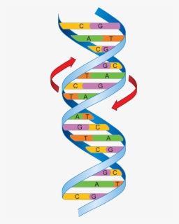 Dna Clipart Nucleic Acid - Cells Have A Genetic Code , Free Transparent ...