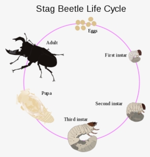 Life Cycle Stag Beetle Larvae , Free Transparent Clipart - ClipartKey