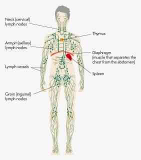 Basic Lymphatic System Diagram , Free Transparent Clipart - ClipartKey