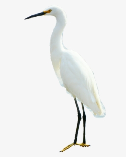 Egretsmaller - Great Egret , Free Transparent Clipart - ClipartKey