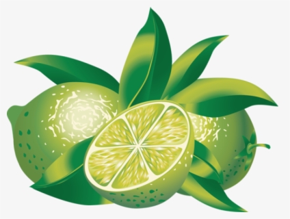 lime clipart of calamansi fruits free transparent clipart clipartkey lime clipart of calamansi fruits