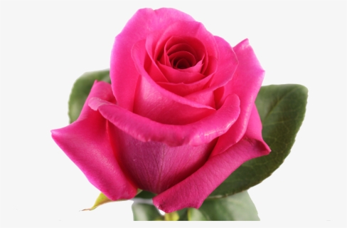 Roses Climbing Transparent Png , Free Transparent Clipart - ClipartKey