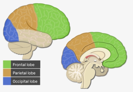 Frontal Lobe Clipart , Free Transparent Clipart - ClipartKey