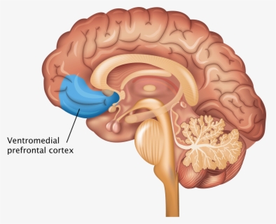 Brain Amygdala Hippocampus Prefrontal Cortex , Free Transparent Clipart ...