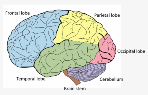 Lobes Of The Brain Blank Diagram , Free Transparent Clipart - Clipartkey