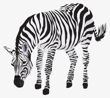 Zebra Clipart Image Gallery , Free Transparent Clipart - ClipartKey