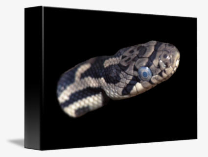 Python Logo Clipart Friendly Snake - Green Snake Logo Png , Free ...