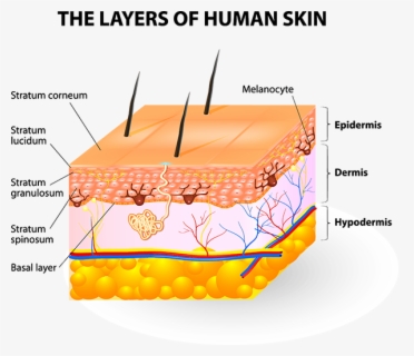 Anatomy Of Your Dermatology - Melanin In Skin Diagram , Free ...