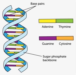 Dna Clipart Nucleic Acid - Living Things Are Based On Dna , Free ...