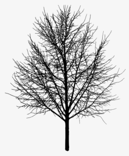 Arbol Negro Png Download Tree Without Leaves Png Free Transparent Clipart Clipartkey