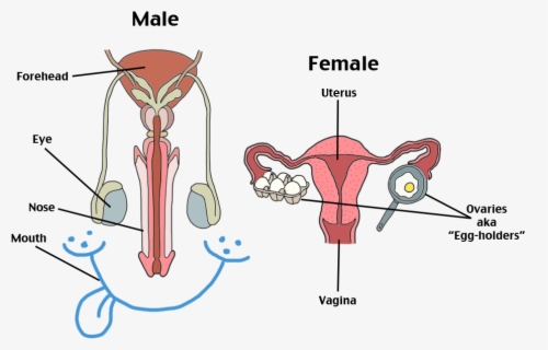 Clip Art Bio Reproductive Parts Urology - Human Female And Male ...