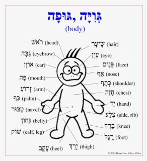 Transparent Body Parts Clipart - Human Body Parts In Hebrew , Free ...