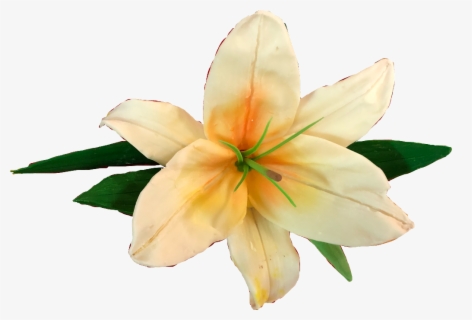 Lily Transparent Red Lilly Png Free Transparent Clipart ClipartKey