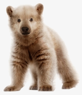 Free Bear Cub Clip Art With No Background Clipartkey