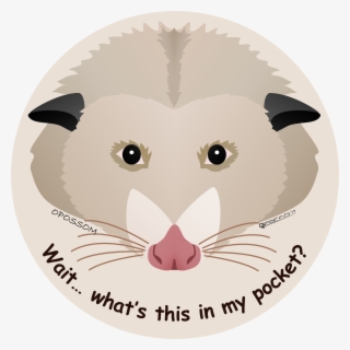 Free Opossum Clip Art with No Background - ClipartKey