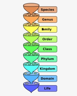 Clipart Definition Dictionary Thesaurus - Classification In Science ...