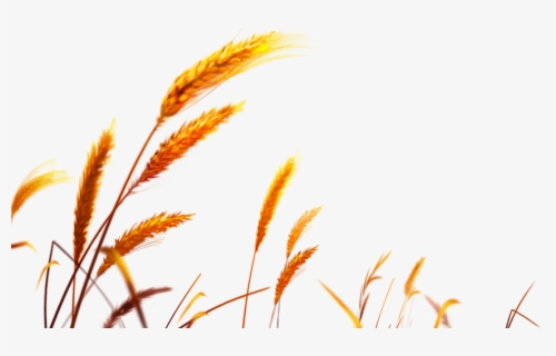 Download Transparent Png - Wheat Vector , Free Transparent Clipart ...