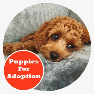 cheap cavoodles for sale