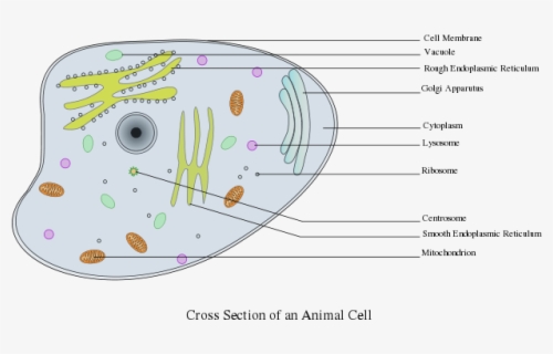 Cytoskeleton Structure In Animal Cell , Free Transparent Clipart ...