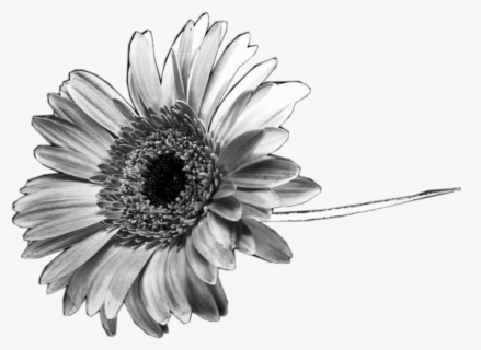 Download Free Sunflower Black And White Clip Art With No Background Clipartkey