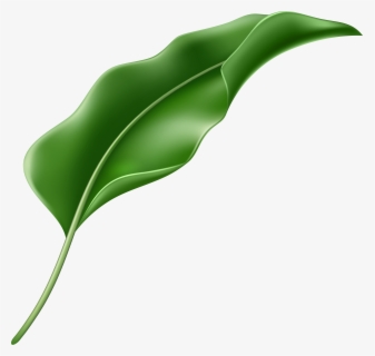 Exotic Leaf Png Clipart Transparent Png , Png Download , Free