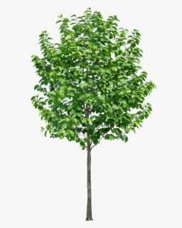 Trees In Section Png , Free Transparent Clipart - ClipartKey