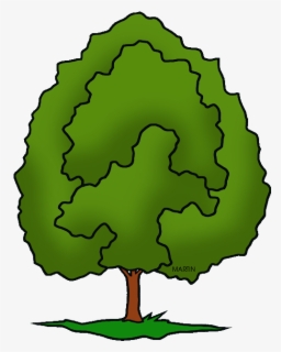 Illinois State Tree - Phillip Martin Clipart Tree , Free Transparent ...