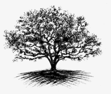 Oak Tree Silhouette Drawing Clip Art - White Oak Tree Clipart , Free ...