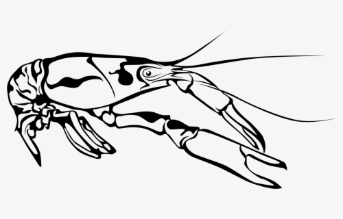 Free Crawfish Clip Art With No Background Clipartkey