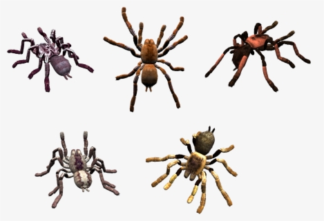 Spider Legs Clipart - Clip Art Spider Legs , Free Transparent Clipart