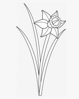 Daffodil March Flower Drawing , Free Transparent Clipart - ClipartKey