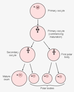 Clip Art Telophase Ii Stages Of - Examples Of Telophase , Free ...